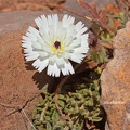 Bitterkraut (Picris coronopifolia)